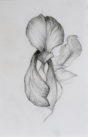 dessin d'un iris réalisé par l 'artiste laurence Gossart