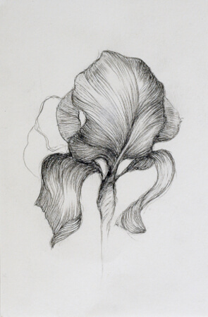 représentation d'une iris par Laurence Goosart