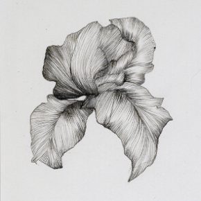 dessin d'une iris de l artiste Laurence Gossard